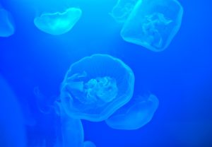 ホ・オポノポノと出会う