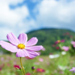 ホ・オポノポノの効果を実感した話 クリーニングしていると、必要なものはやってくる