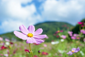 ホ・オポノポノの効果を実感した話 クリーニングしていると、必要なものはやってくる