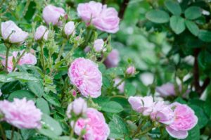 ホ・オポノポノの効果　ゲッターズ飯田さんとの出会い