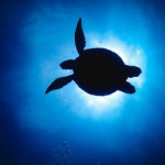 ウニヒピリの声を聞く