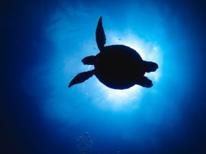 ウニヒピリの声を聞く