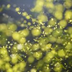 結局、HSPって何？「HSPブームの功罪を問う」を読んで考える