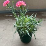 カーネーションの鉢は植え替えて切り戻さないと枯れます