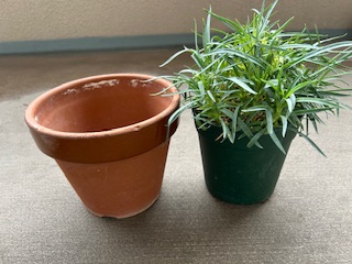 カーネーションの植え替え