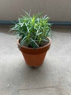 カーネーションの植え替え