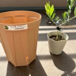 オリーブの苗木を買ってカーメン君のスリット鉢に植えました
