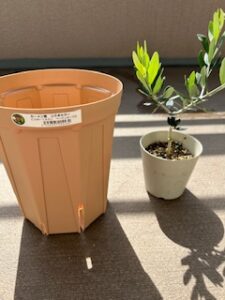 オリーブの苗木を買ってカーメン君のスリット鉢に植えました