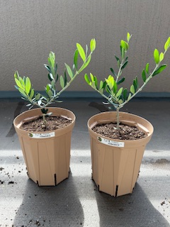オリーブ植え替え完了