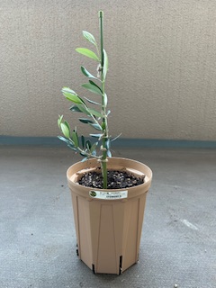 支柱を立てたオリーブ
