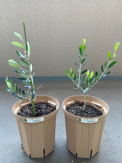 支柱を立てたオリーブとそのままのオリーブ