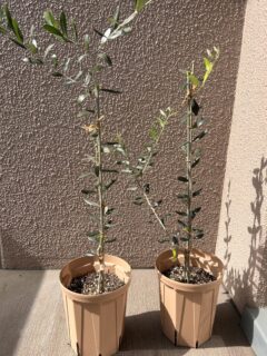１年後のオリーブ