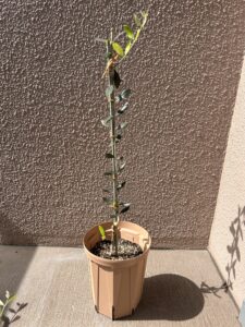 フラントイオ　剪定後
