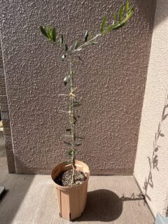 コレッジョラ　剪定後