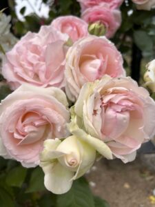 ありがとうと言うことで起きる奇跡