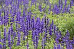 家の波動を上げる方法　香りを取り入れる