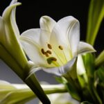 家の波動を上げる方法 花を飾る