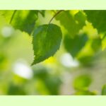 本音で生きる　あなたの時間をうばう人に気づく