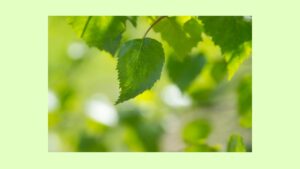 本音で生きる　あなたの時間をうばう人に気づく