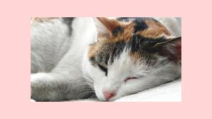 本音で生きる　「任せ方がわかりません」けーりん著　を読み、上手にお願いする方法を学ぶ