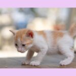 本音で生きるため　みんなに好かれる「いい人」をやめる