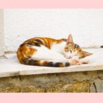 大丈夫じゃないときは「できません」と言って、いいんです