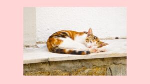 大丈夫じゃないときは「できません」と言って、いいんです