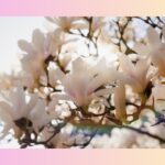 本音で生きると波動が上がる