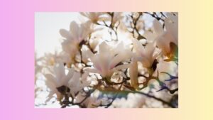 本音で生きると波動が上がる