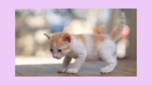 本音で生きるため　みんなに好かれる「いい人」をやめる