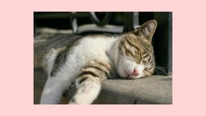 脳を整えると波動が上がる　睡眠と運動で波動を上げる