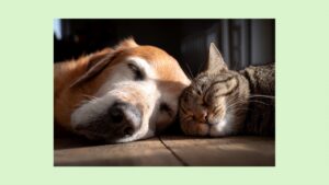 モヤモヤはガマンのシグナル　ガマンに気づき、自分の人生を歩く